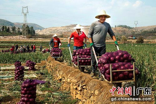 拼多多推农产品 原产地直发 加大投入完善产地建设,助力乡村振兴