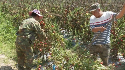 跳坝河 滞销番茄 卖出去啦 村民开始种植新的农作物