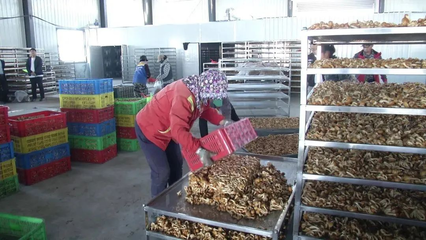 齐齐哈尔市甘南县食用菌产业正"蘑"力释放