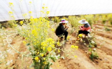 农业创新,探索种植致富的新道路