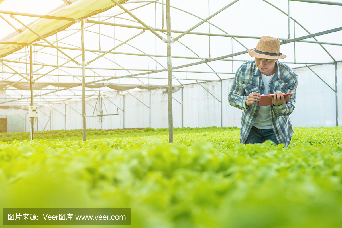 小企业企业家的概念:肖像照片年轻迷人美丽的亚洲男子收获新鲜蔬菜沙拉,从他的水培农场在温室送去市场销售之前。