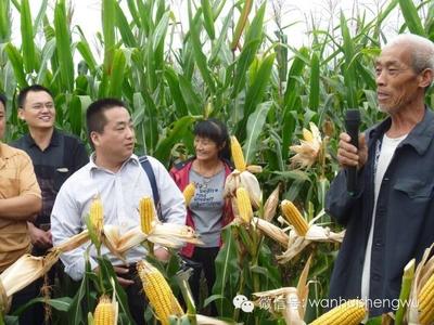 邯郸万惠生物科技农作物高产水溶制剂﹣多鼔粒观摩展示会